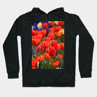 Vibrant Hoodie